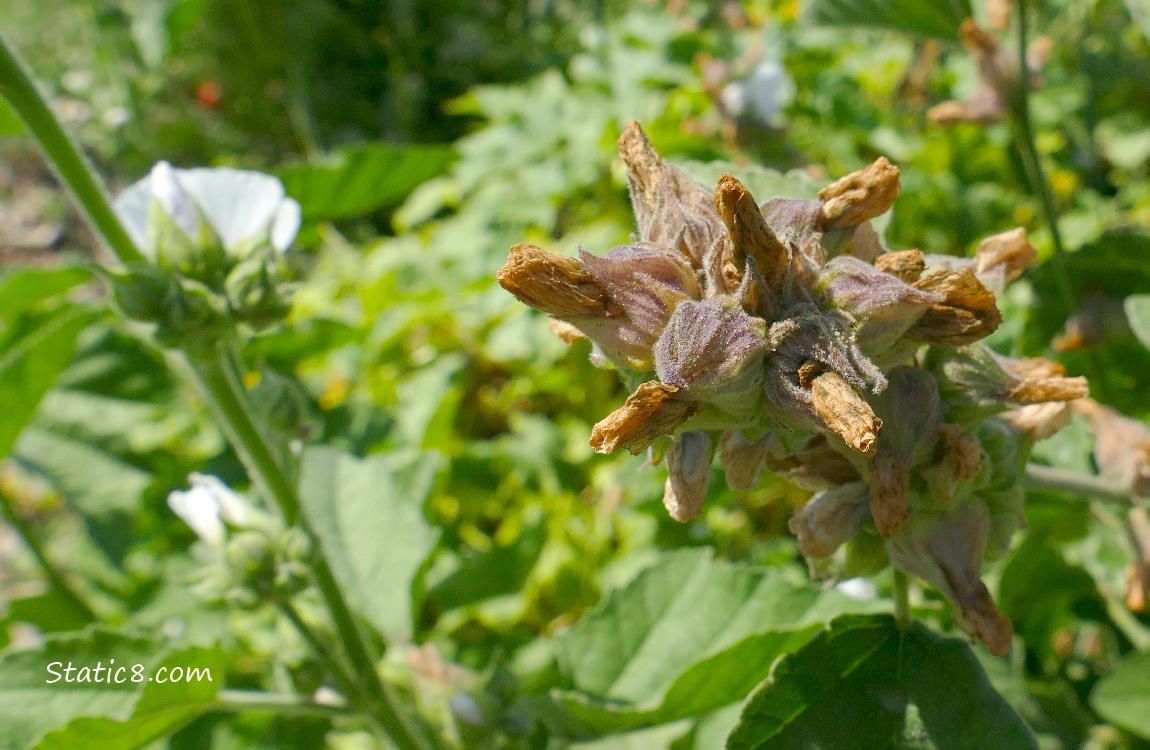 Close up of Tree Mallow seed pods