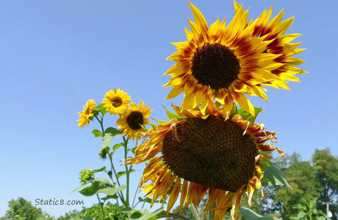 Sunflower blooms in front of the blue sky