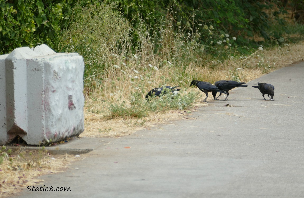 Several Crows in the grass next to the path