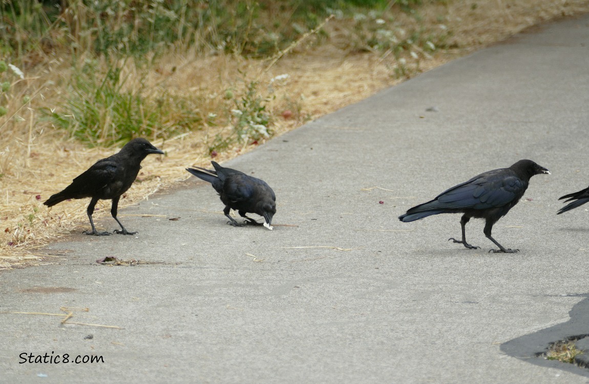 Three Crows standing on the path, two are holding white things in their beaks