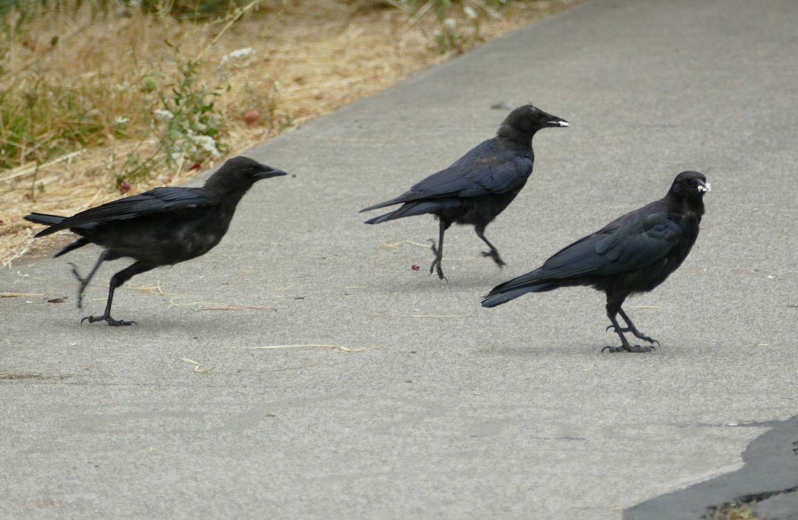 Three Crows standing on the path, two are holding white things in their beaks