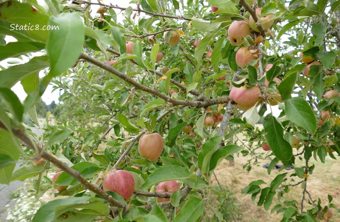 Apples ripening on the tree