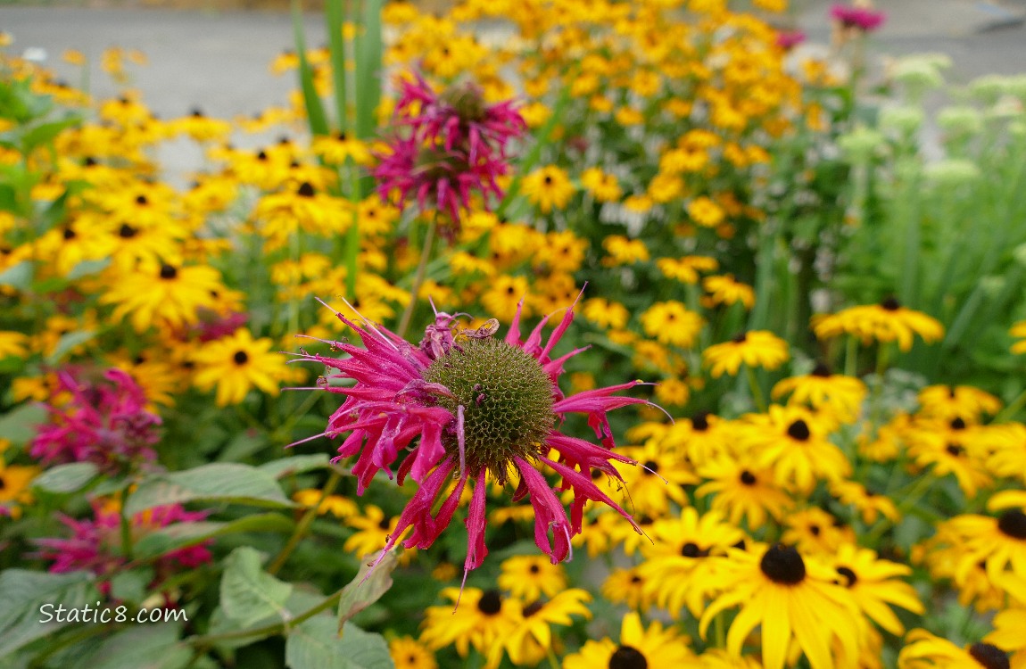 Pink Bee Balm blossoms with lots of Black Eyed Susan blooms