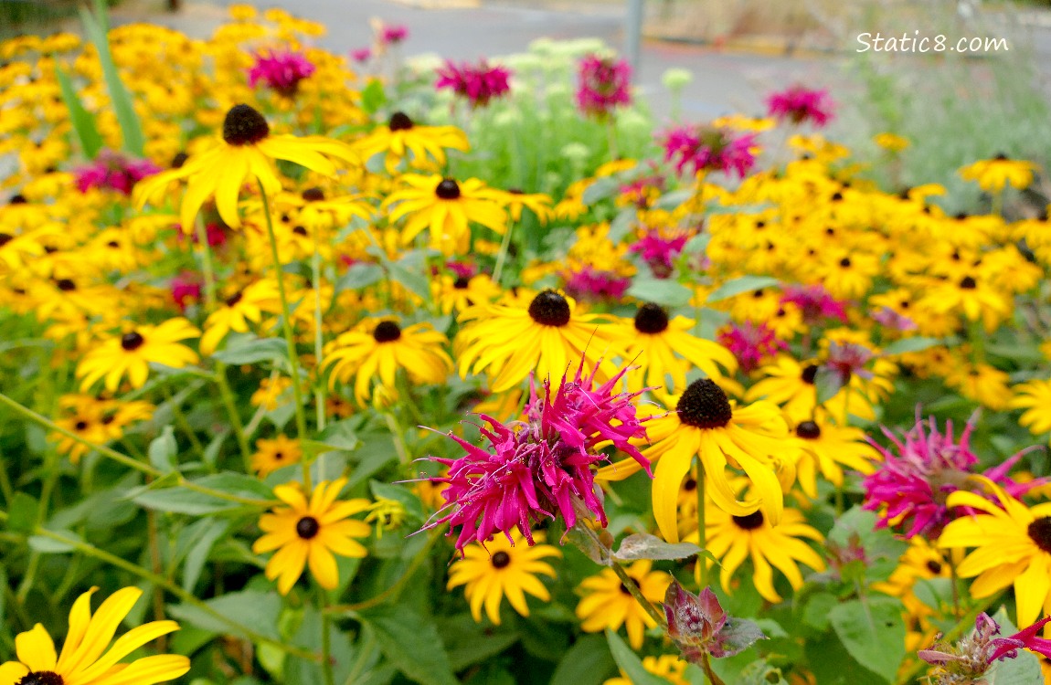 Pink Bee Balm blossoms with lots of Black Eyed Susan blooms