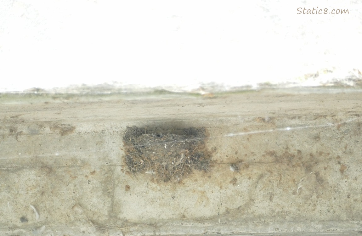 Empty Barn Swallow nest