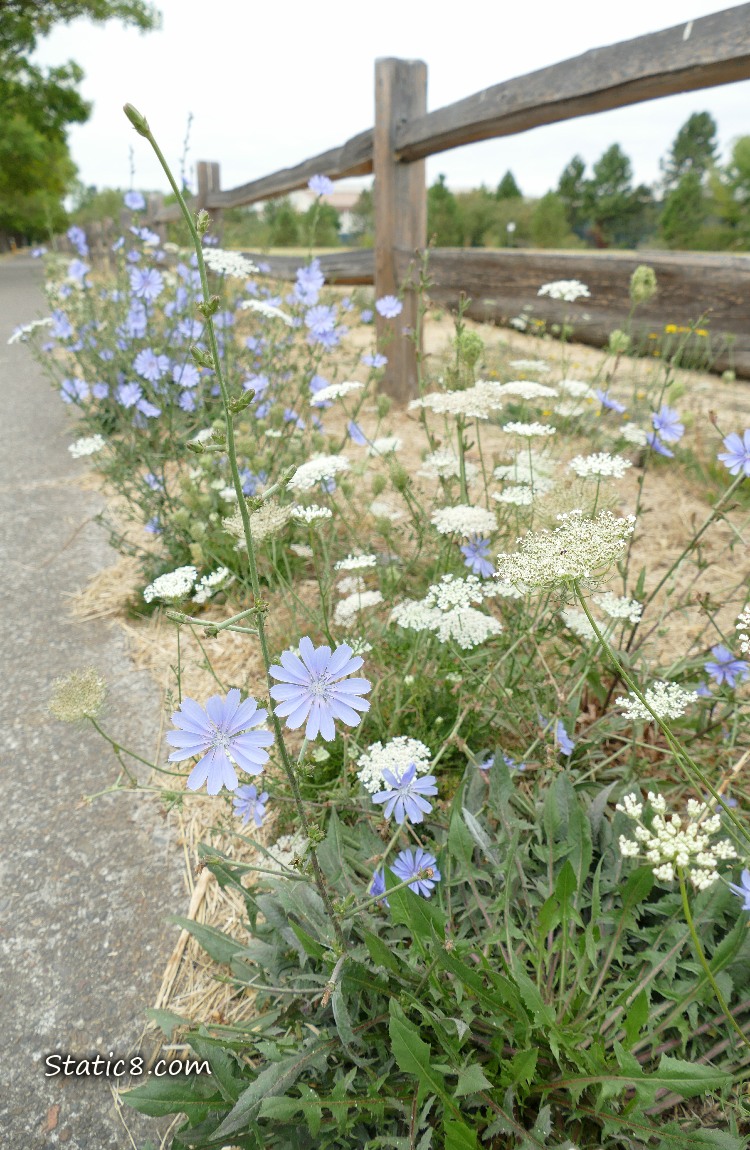 Blue Chicory blooms with Queen Anne Lace blooms next to a wood fence