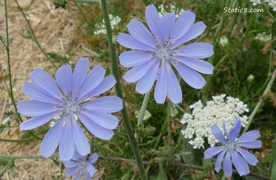 Close up of blue Chicory blooms with Queen Anne Lace blooms