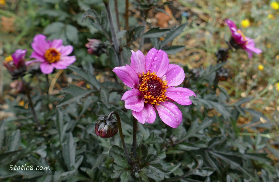 Pink Dahlias surrounded by dark leaves