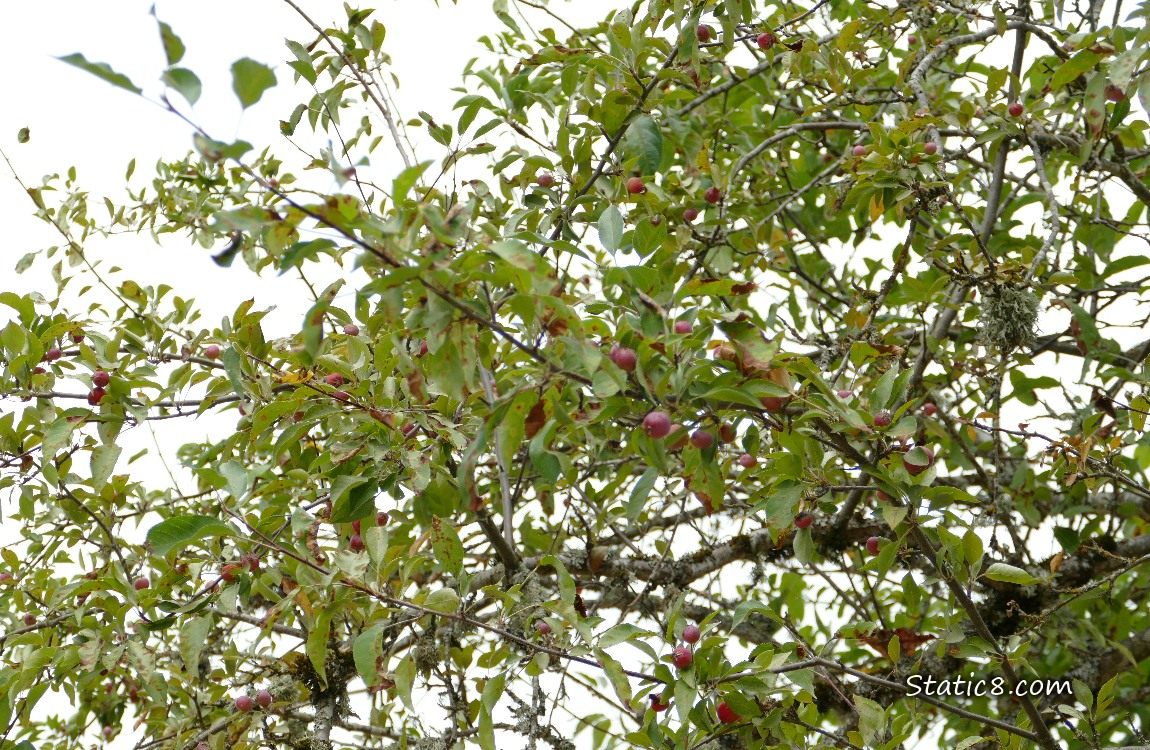 Looking up at a fruit tree with small red fruits, grey sky behind