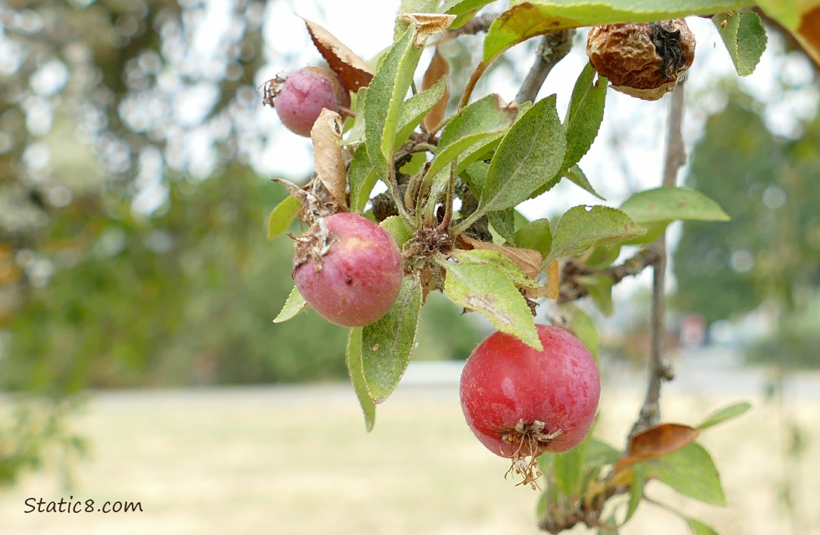 Close up of unknown red fruits ripening on the tree