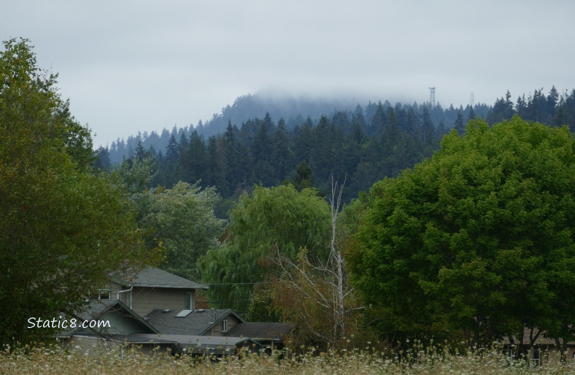 Foggy hill past the trees