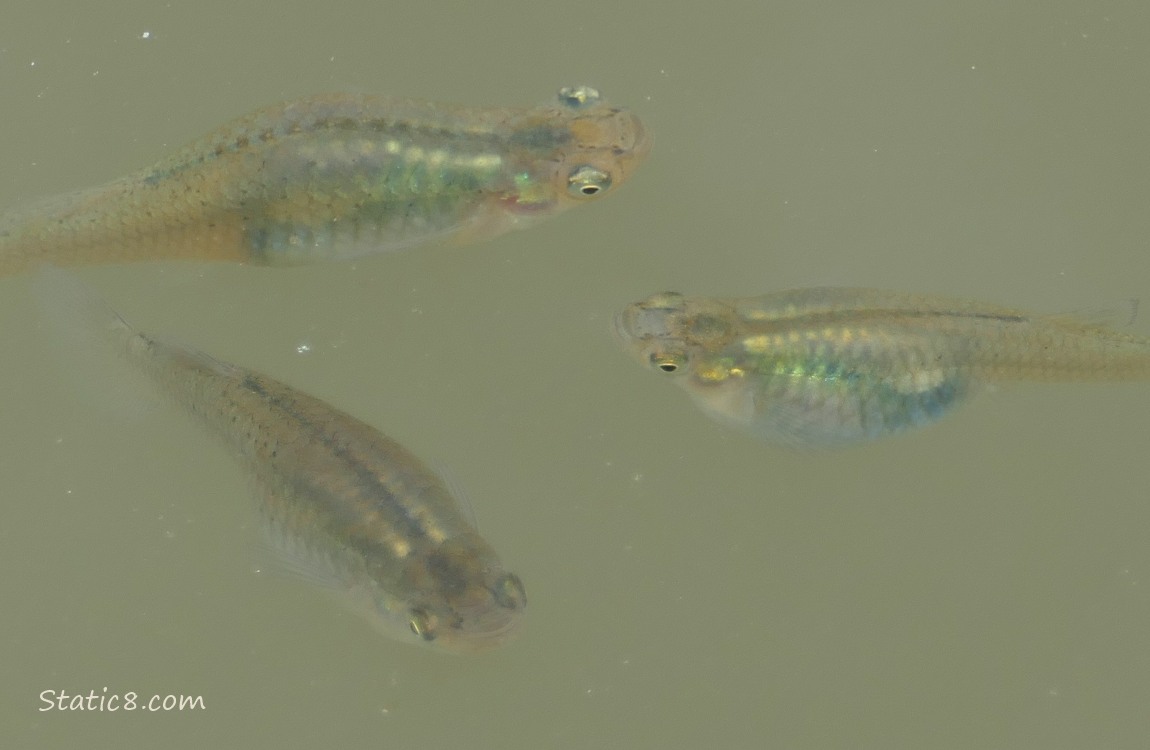 Minnows swimming in the water