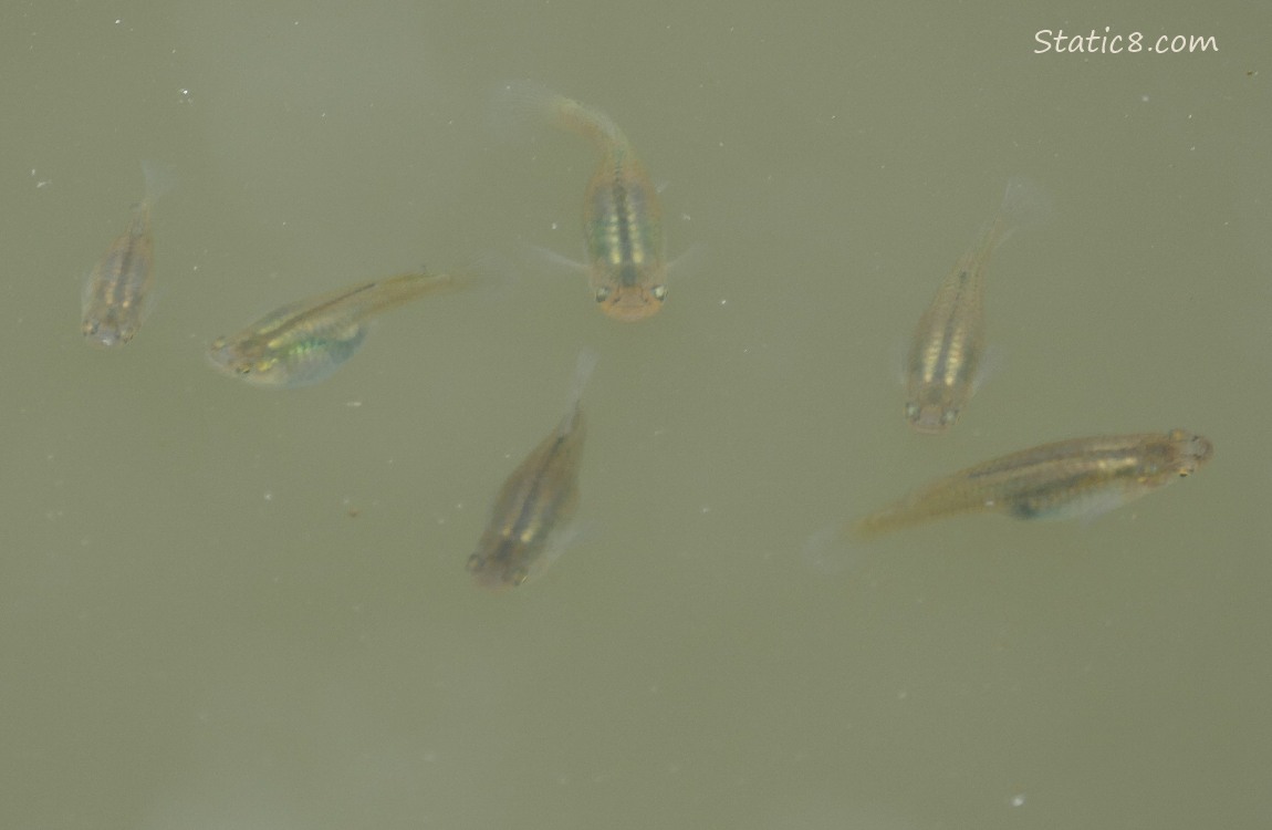 Minnows swimming in the water, most are facing the camera