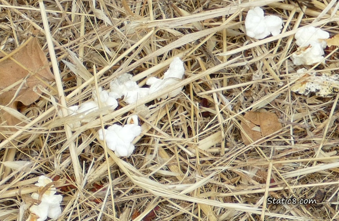 Popped popcorn in the grass