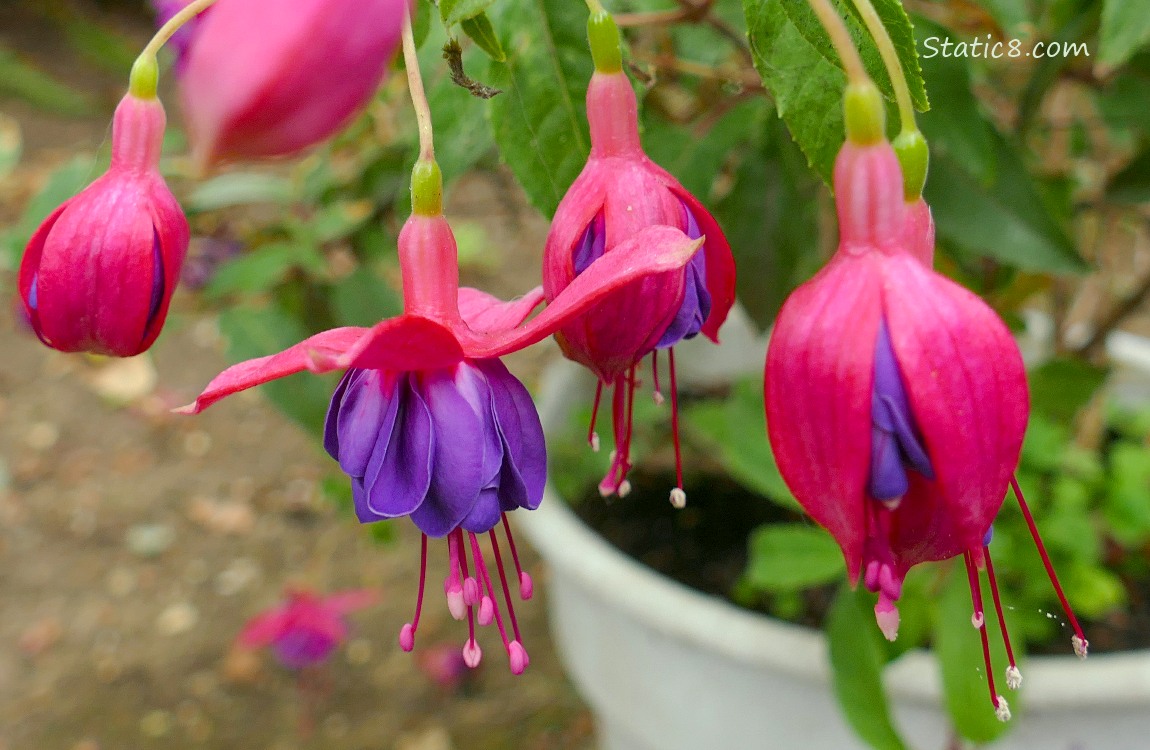 Fuchsia Blooms hanging from the potted plant
