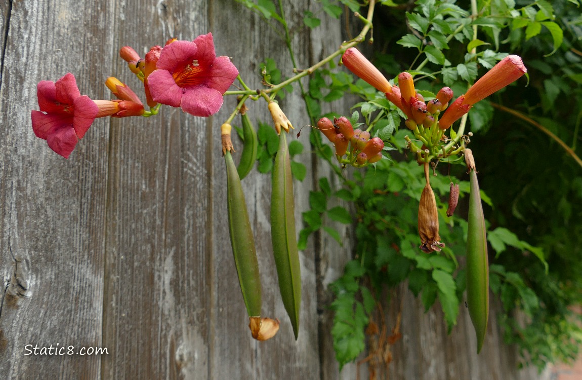 Trumpet Vine flowers and seed pods in front of a wood fence, green leaves in the background