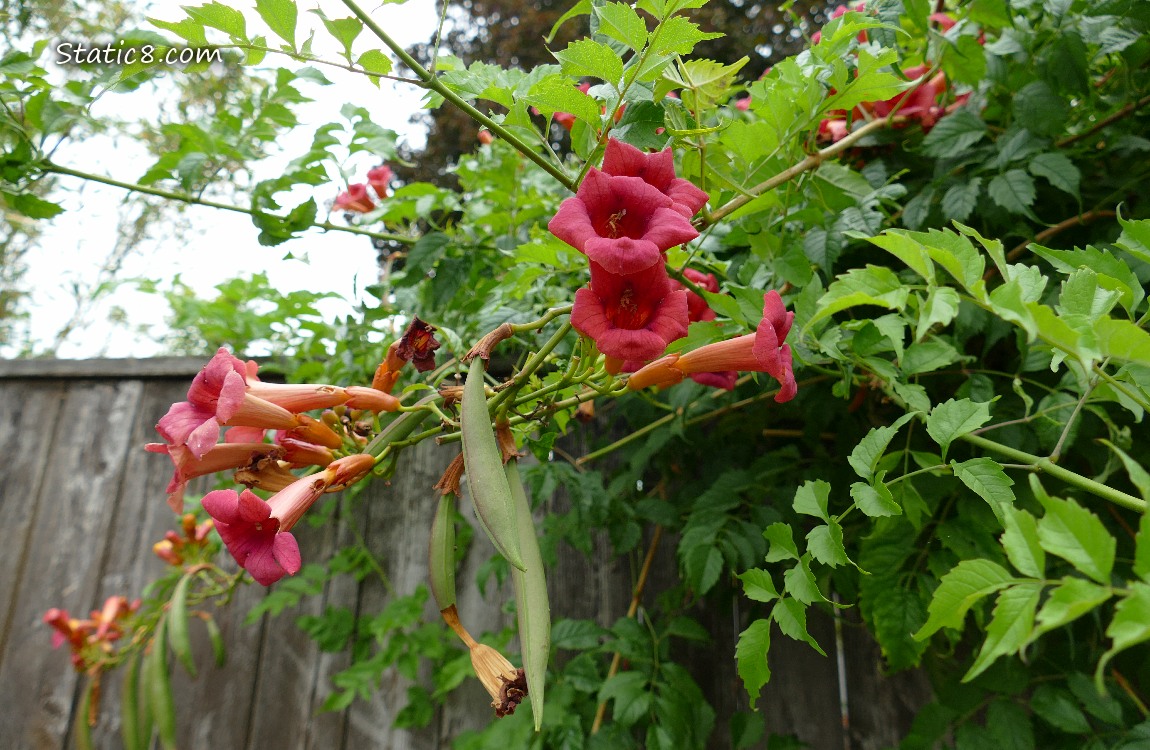 Trumpet Vine flowers and seed pods in front of a wood fence, green leaves in the background, grey sky above
