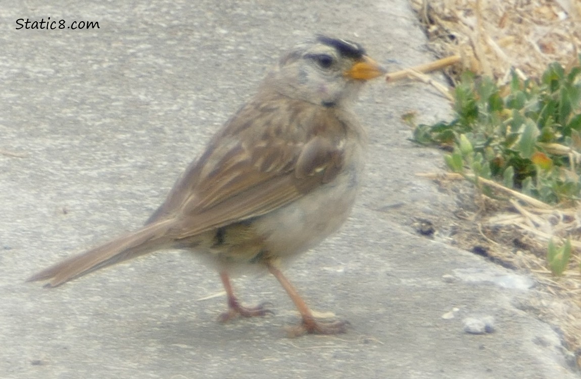White Crown Sparrow standing on the sidewalk