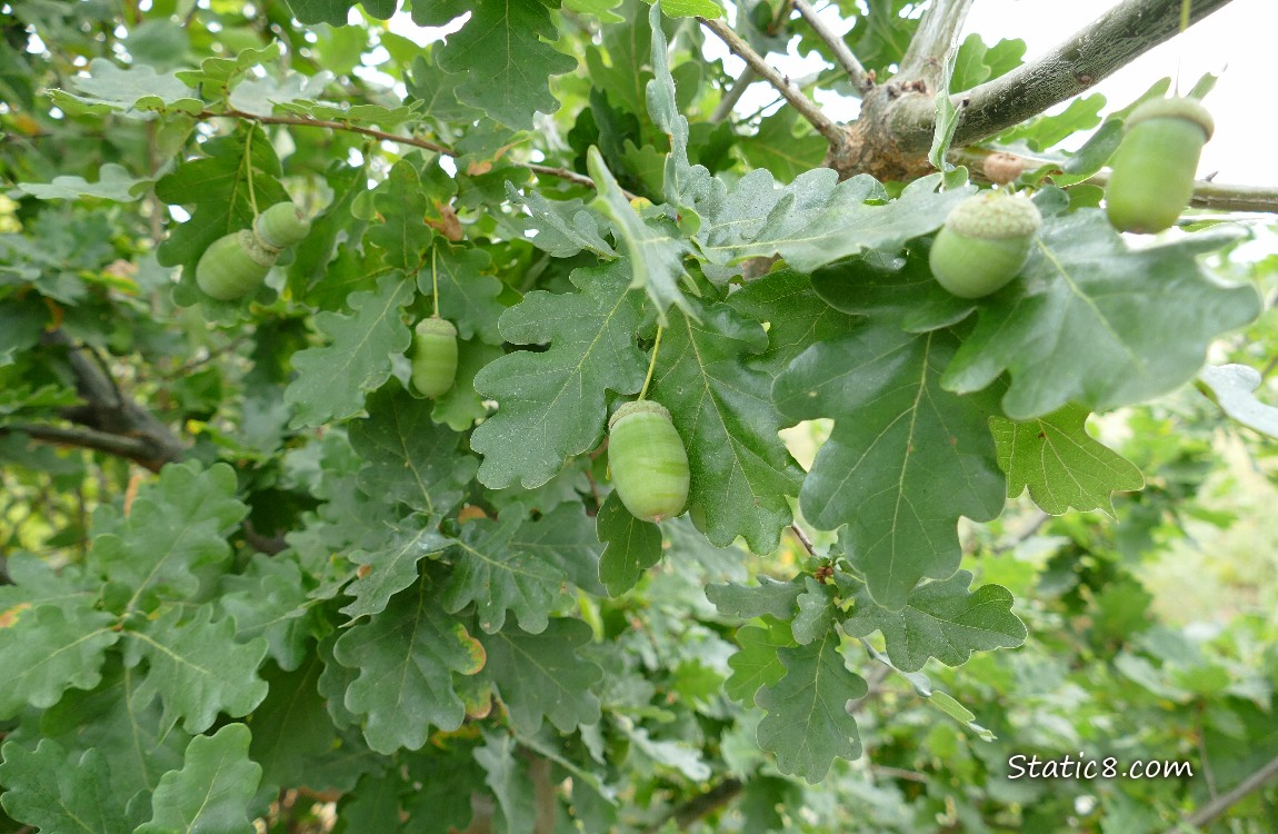 Acorns ripening on an Oak Tree