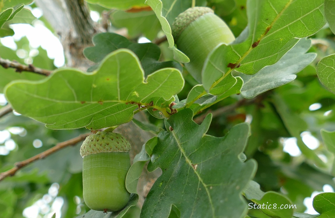 Acorns ripening on the tree