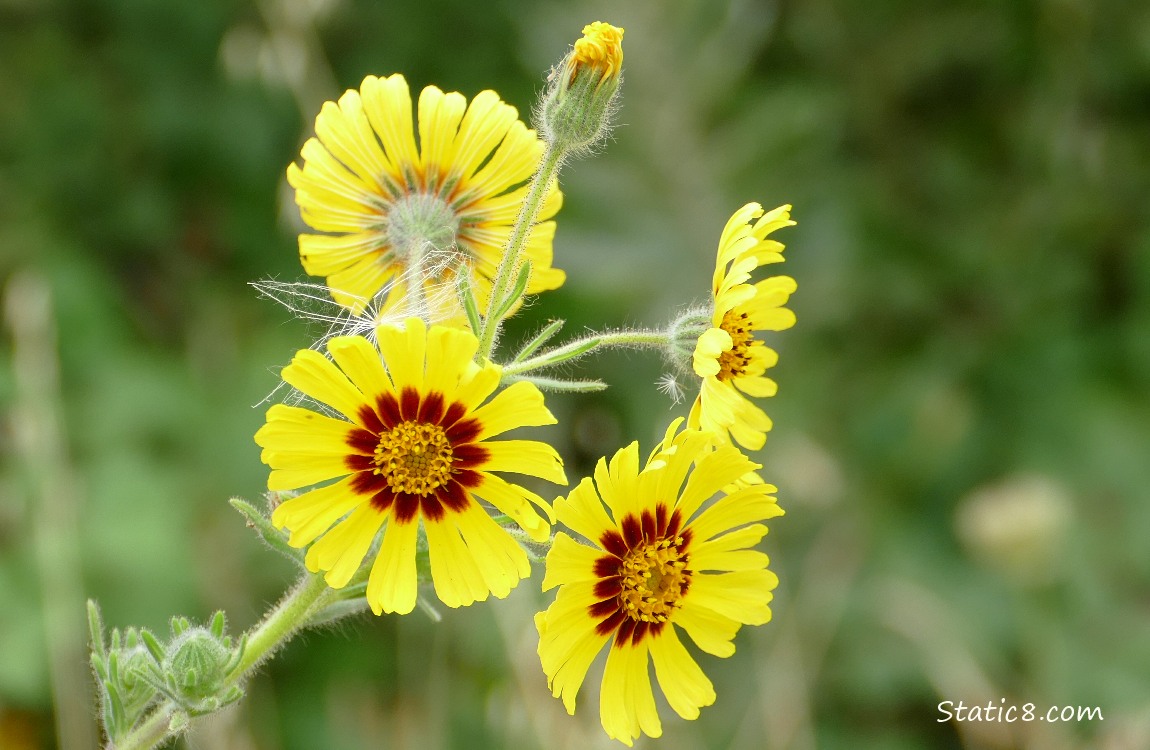 Coreopsis blooms