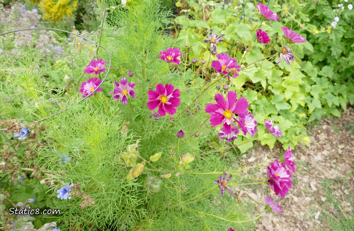 Dark pink Cosmos blooms in a garden plot