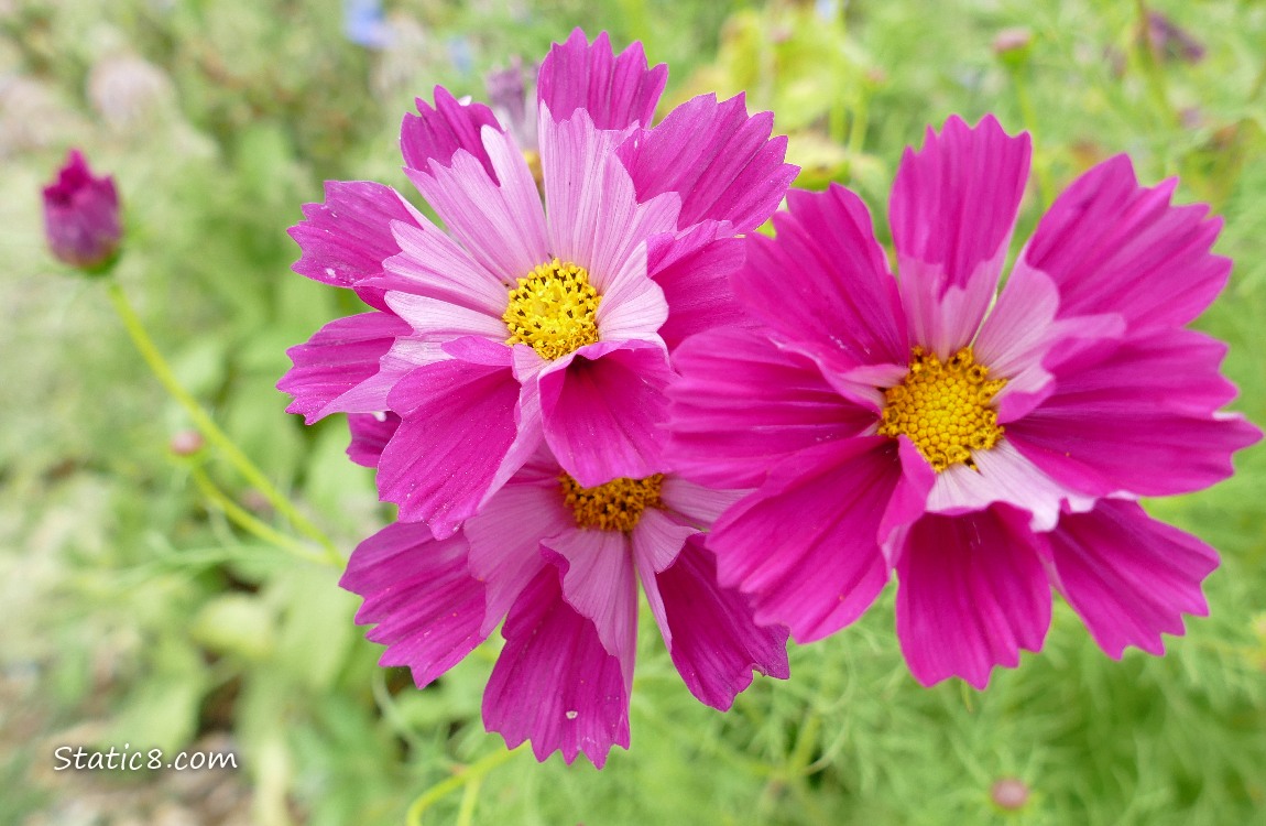 Close up of dark pink Cosmos blooms
