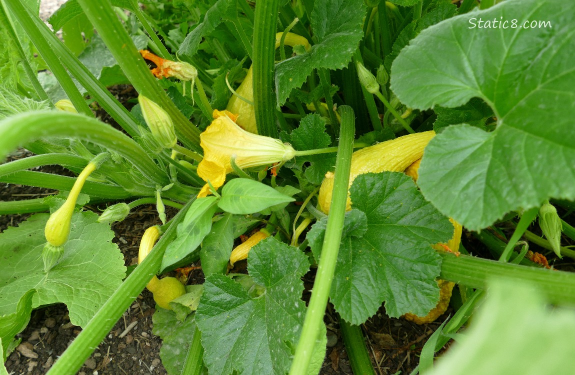 Crookneck fruits growing on the plant