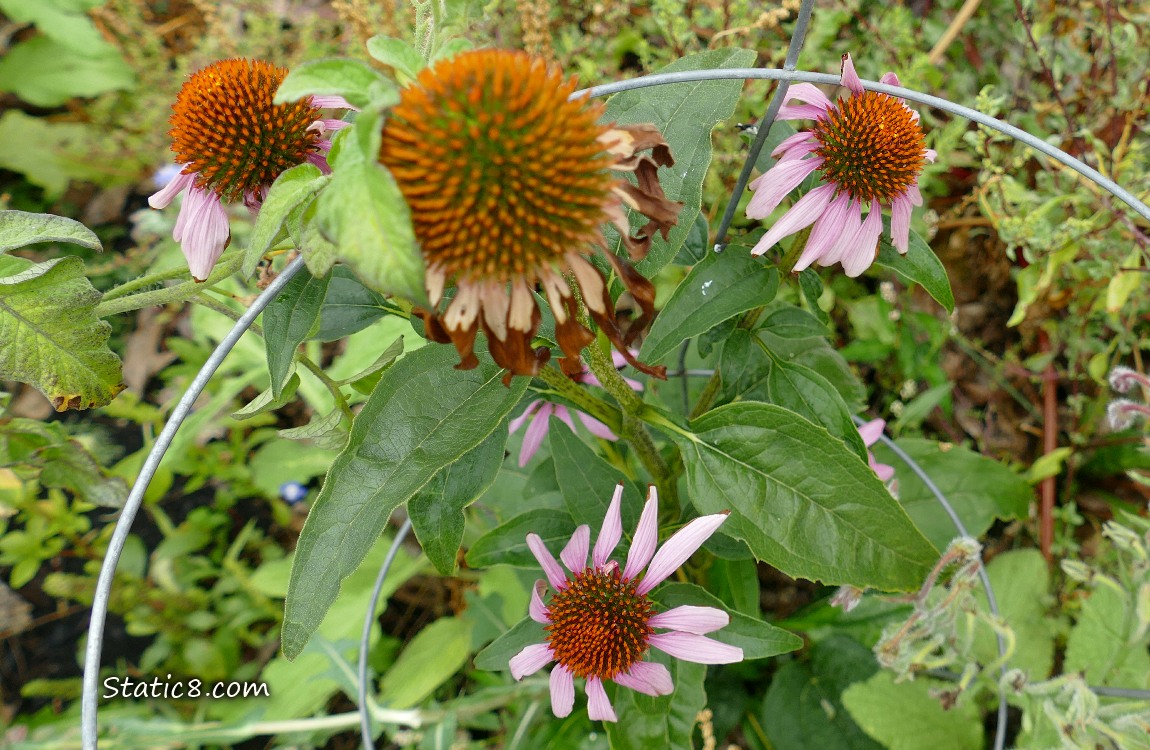 Pink Echinacea blooms in a garden plot