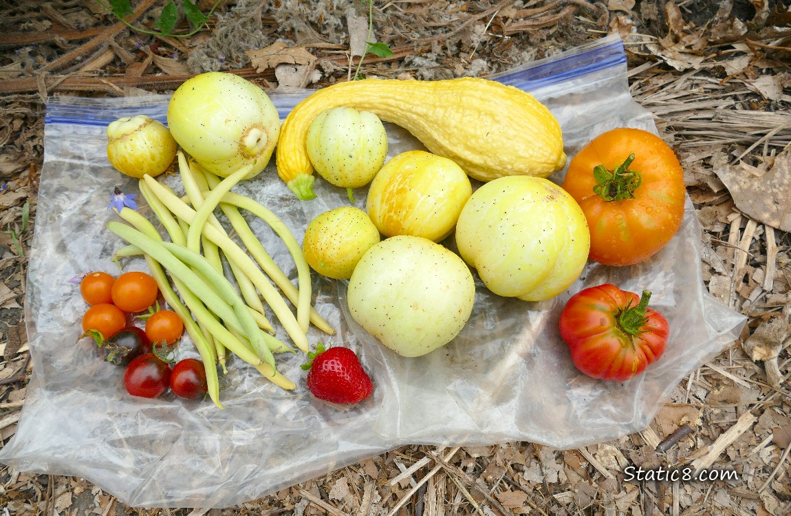 Harvested Veggies laying on ziplocks on the ground