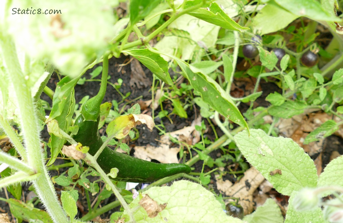 pepper fruit ripening on the plant surrounded by other plants
