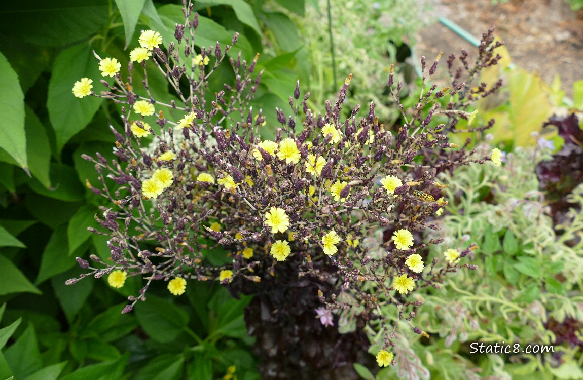 Small yellow blooms of bolting lettuce