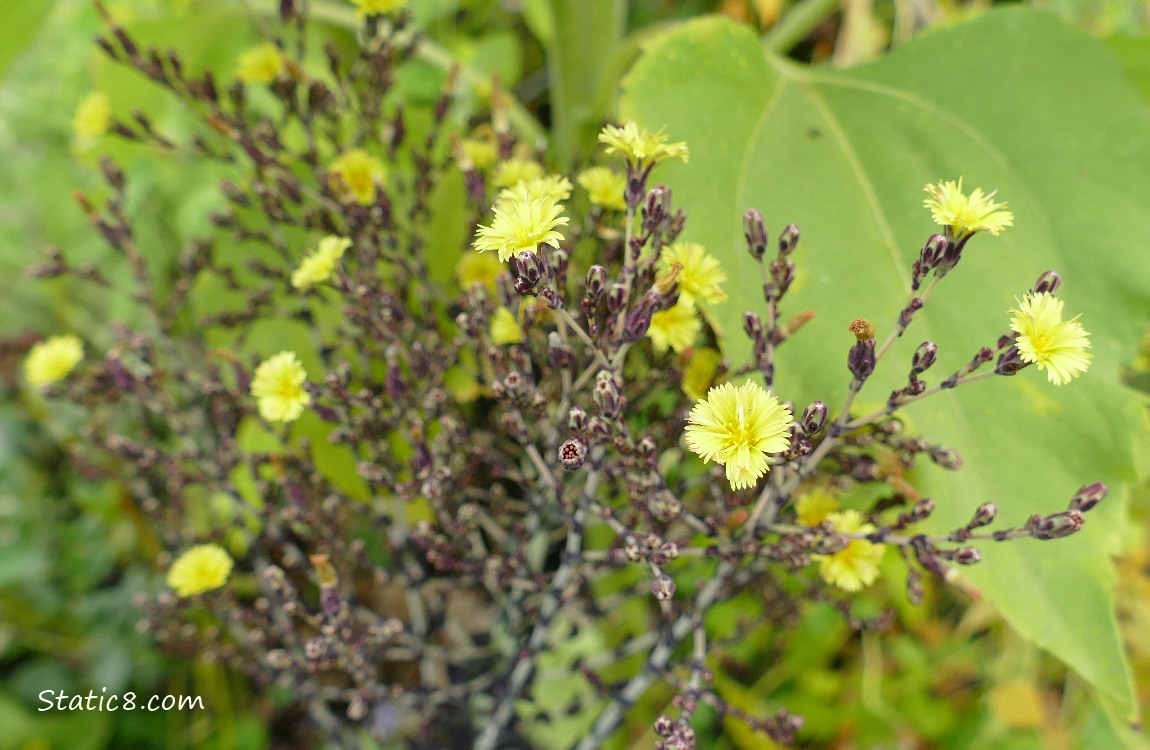 Lettuce blooms with a sunflower leaf in the background