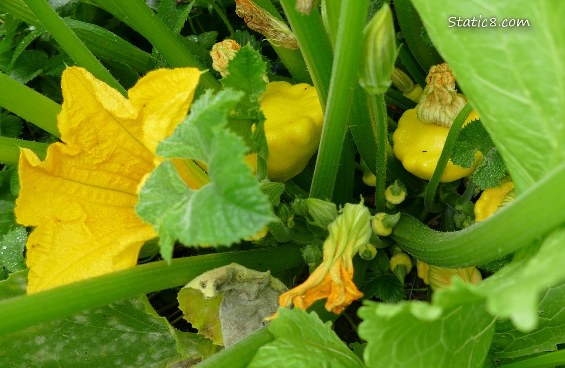 Patty Pan fruits growing on the plant