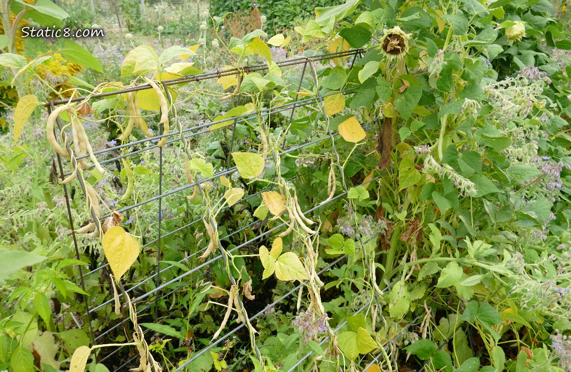 Dried bean pods on dead plants on a wire trellis