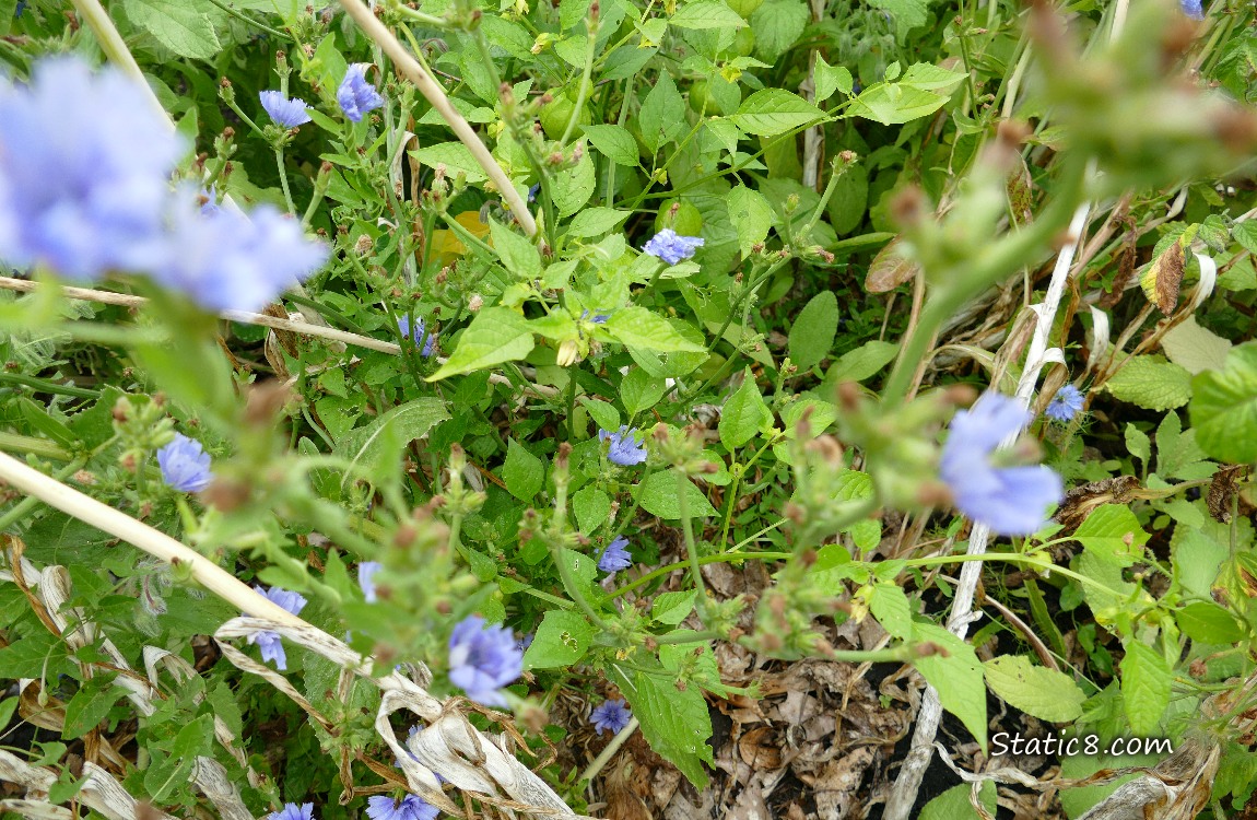 Tomatillo plant surrounded by Chicory blooms