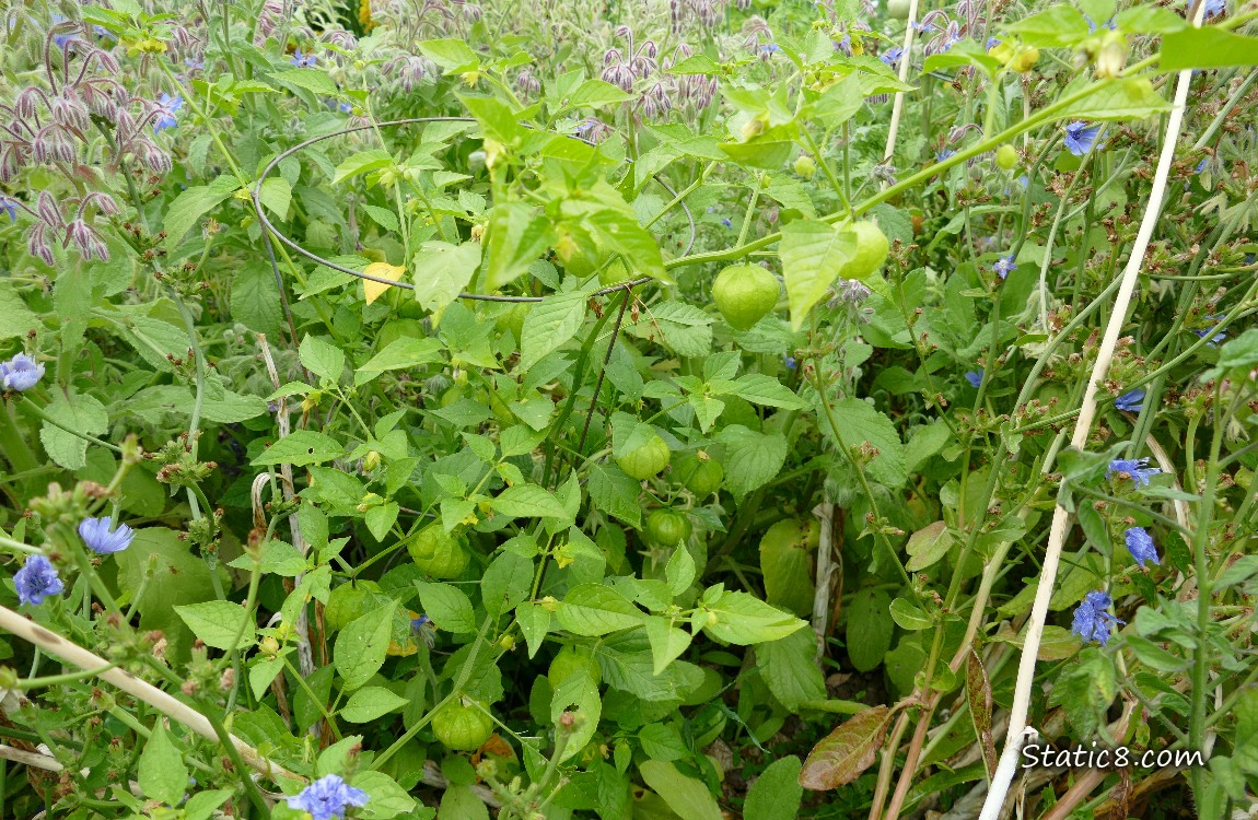 Tomatillo with some Chicory blooms
