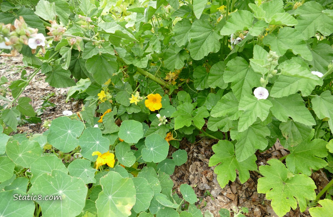 Nasturtiums, Tree Mallow, Squash