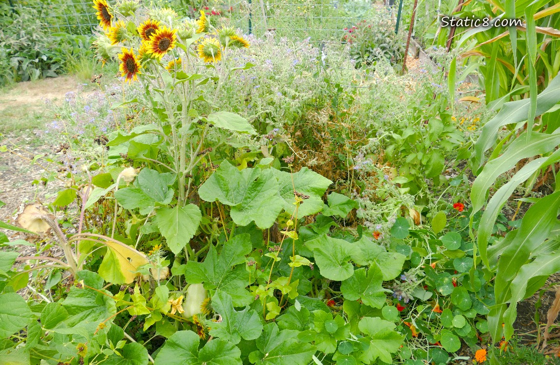 garden plot