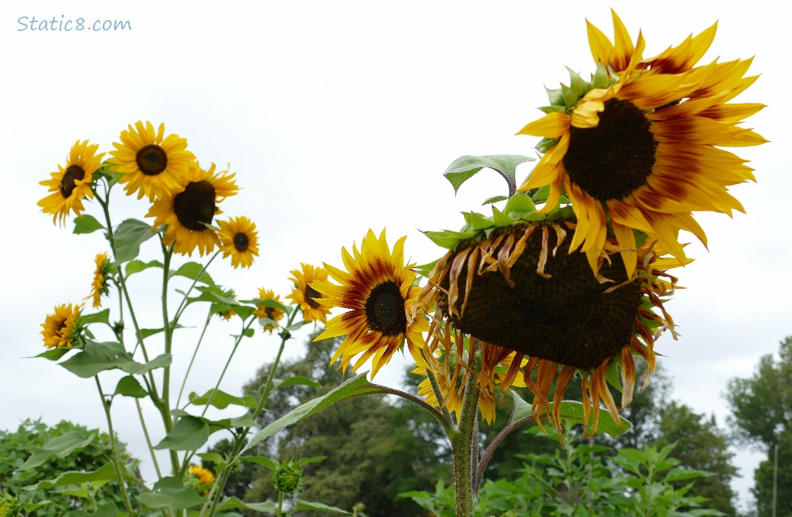 Sunflower blooms in front of a grey sky