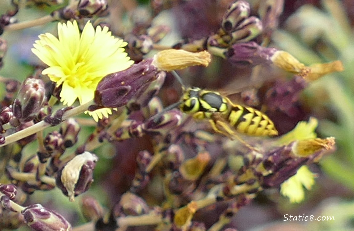 Yellow Jacket flying by lettuce blooms
