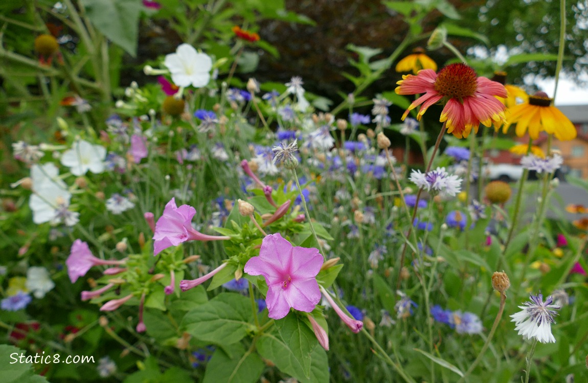 Flowers surrounded by leaves