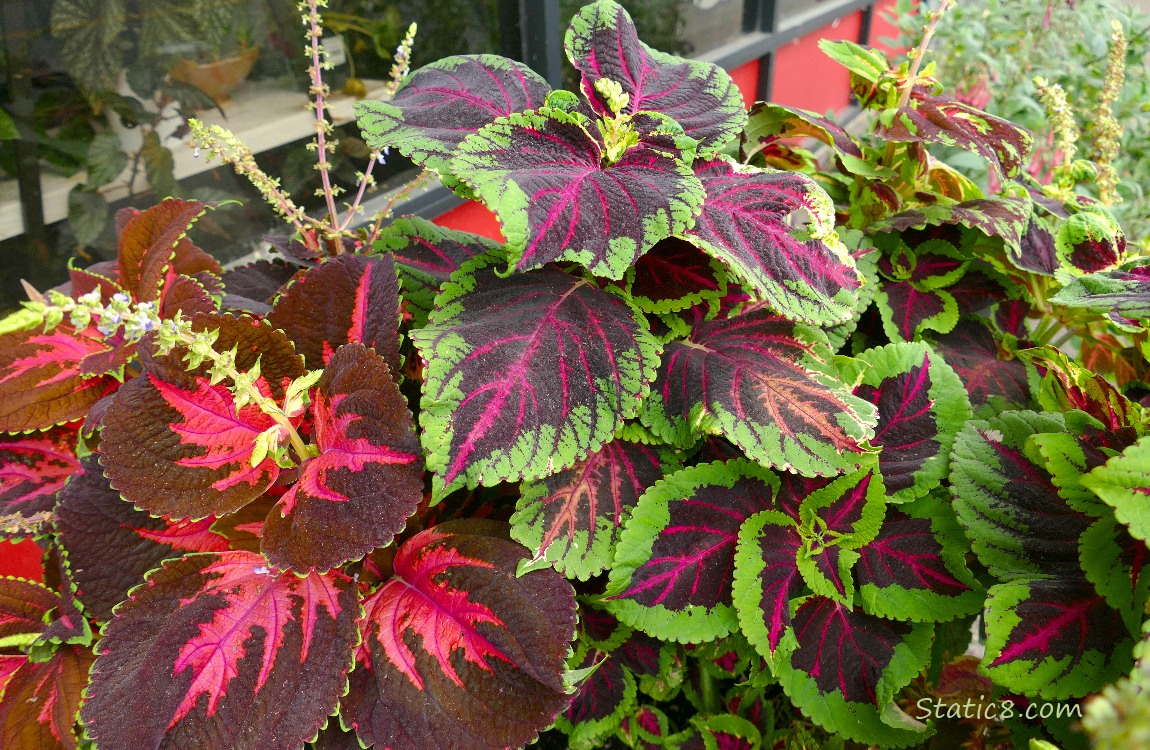 Red and green Coleus leaves