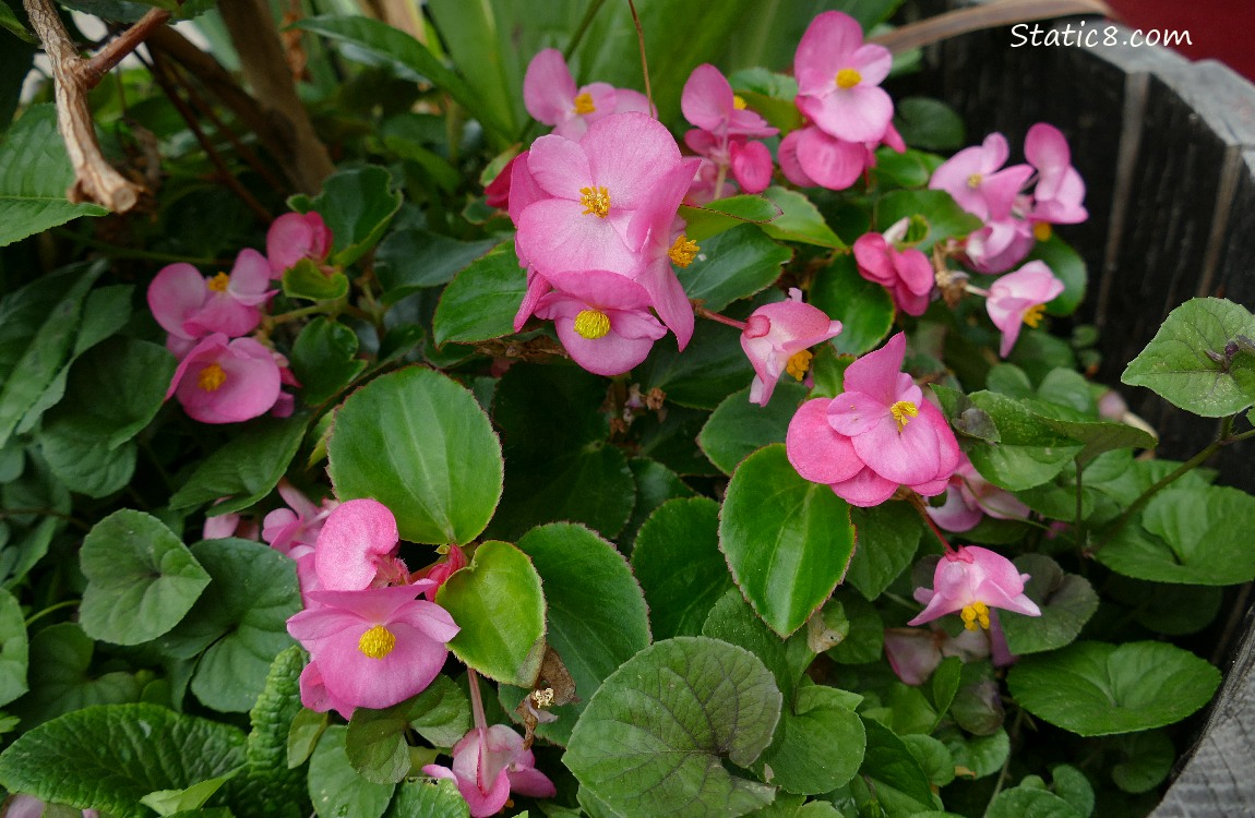 Pink Impatien blooms surrounded by green leaves