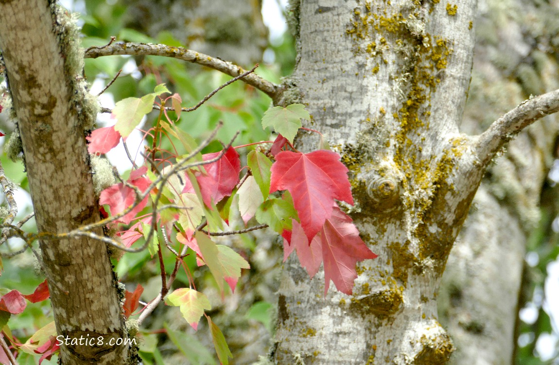 Red Maple leaves changing from green to autumn red
