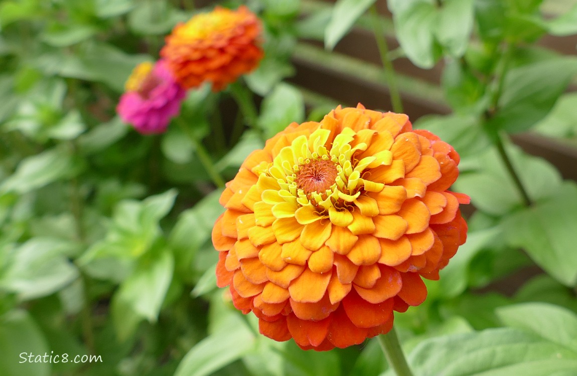Yellow and orange Zinnia bloom, surrounded by green leaves