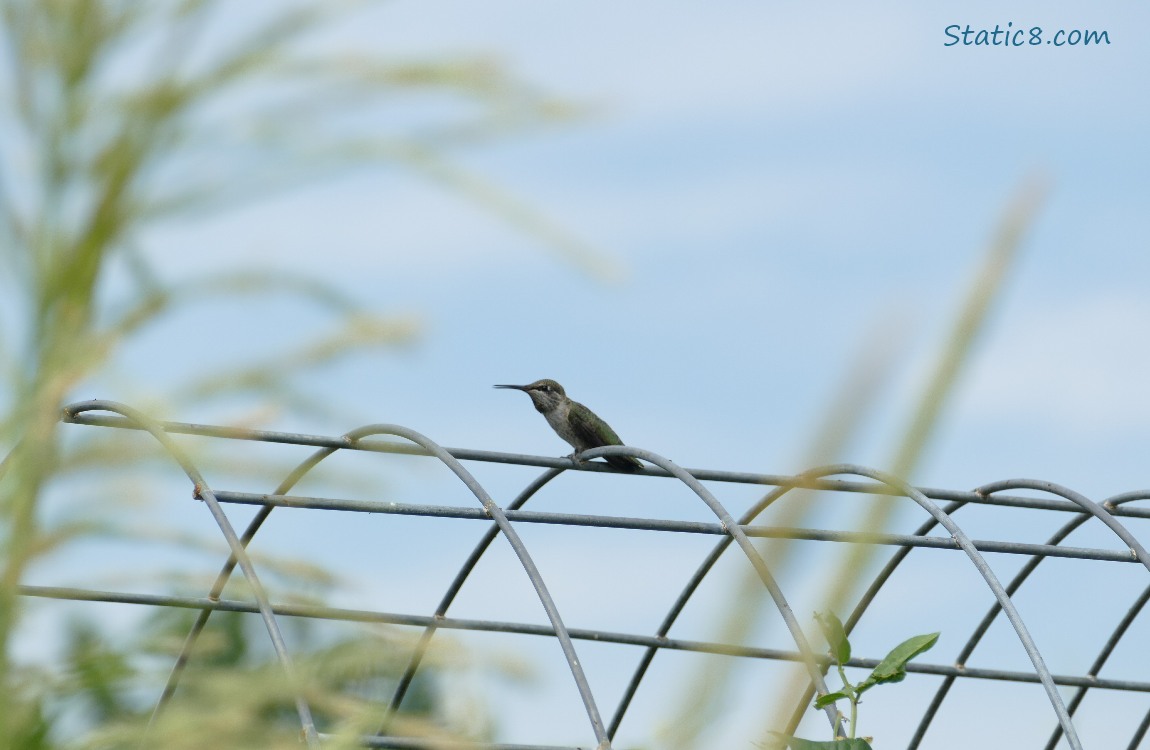 Hummingbird standing on a wire trellis past some corn tassles