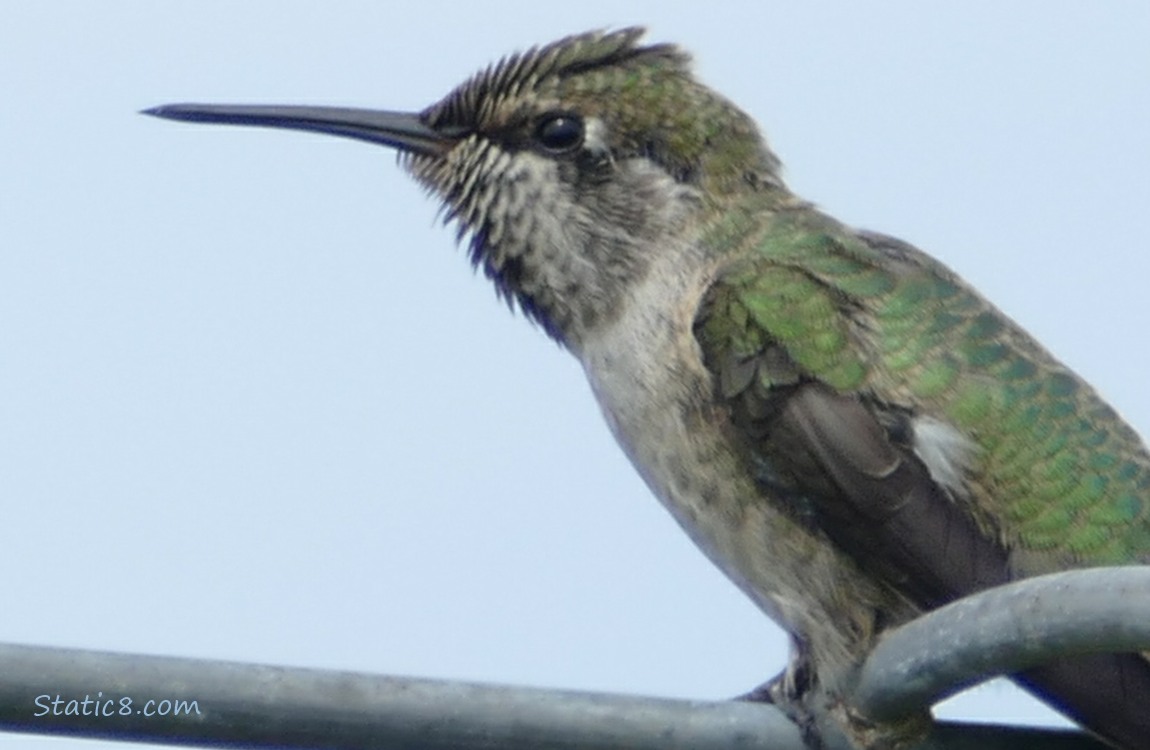 Close up of a Anna Hummingbird standing on a wire trellis
