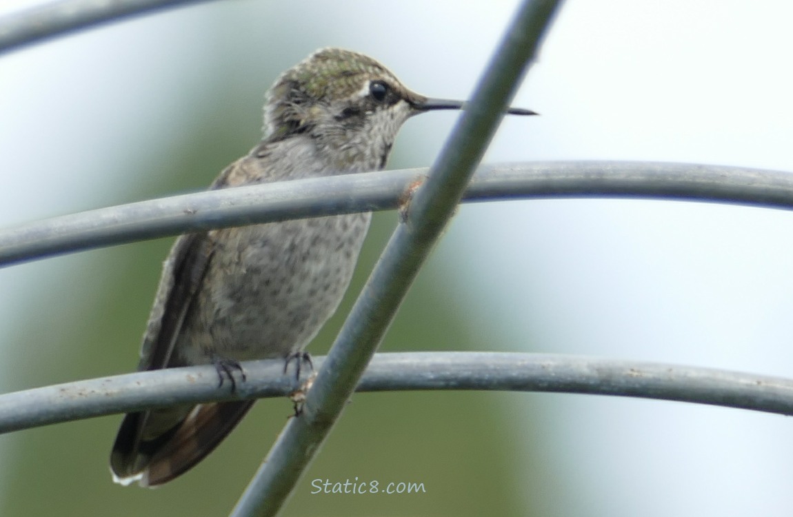 Anna Hummingbird, thru a wire trellis, grey sky behind