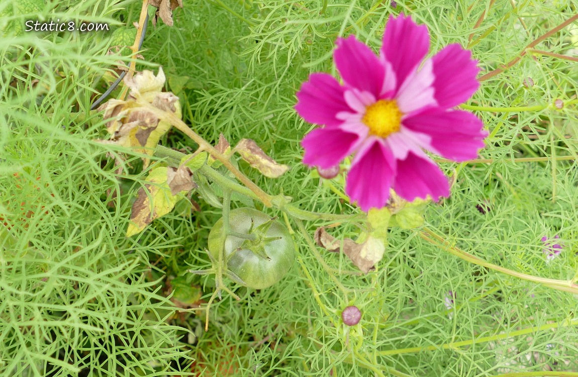 Green tomato ripening on the plant, with a dark pink Cosmos Bloom